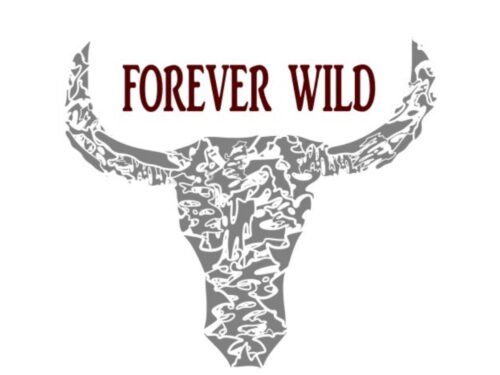 Forever Wild | Midsummer & Midwinter Fair | Exhibitor at Wealden Times Fair.