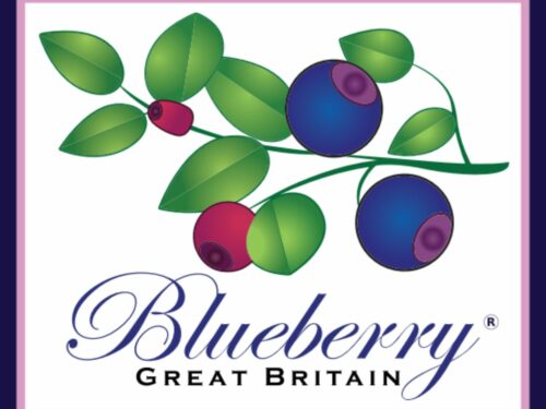 Blueberry | Midsummer & Midwinter Fair | Exhibitor at Wealden Times Fair.